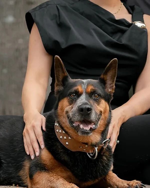 Ace, the Ace of Spades cattle dog