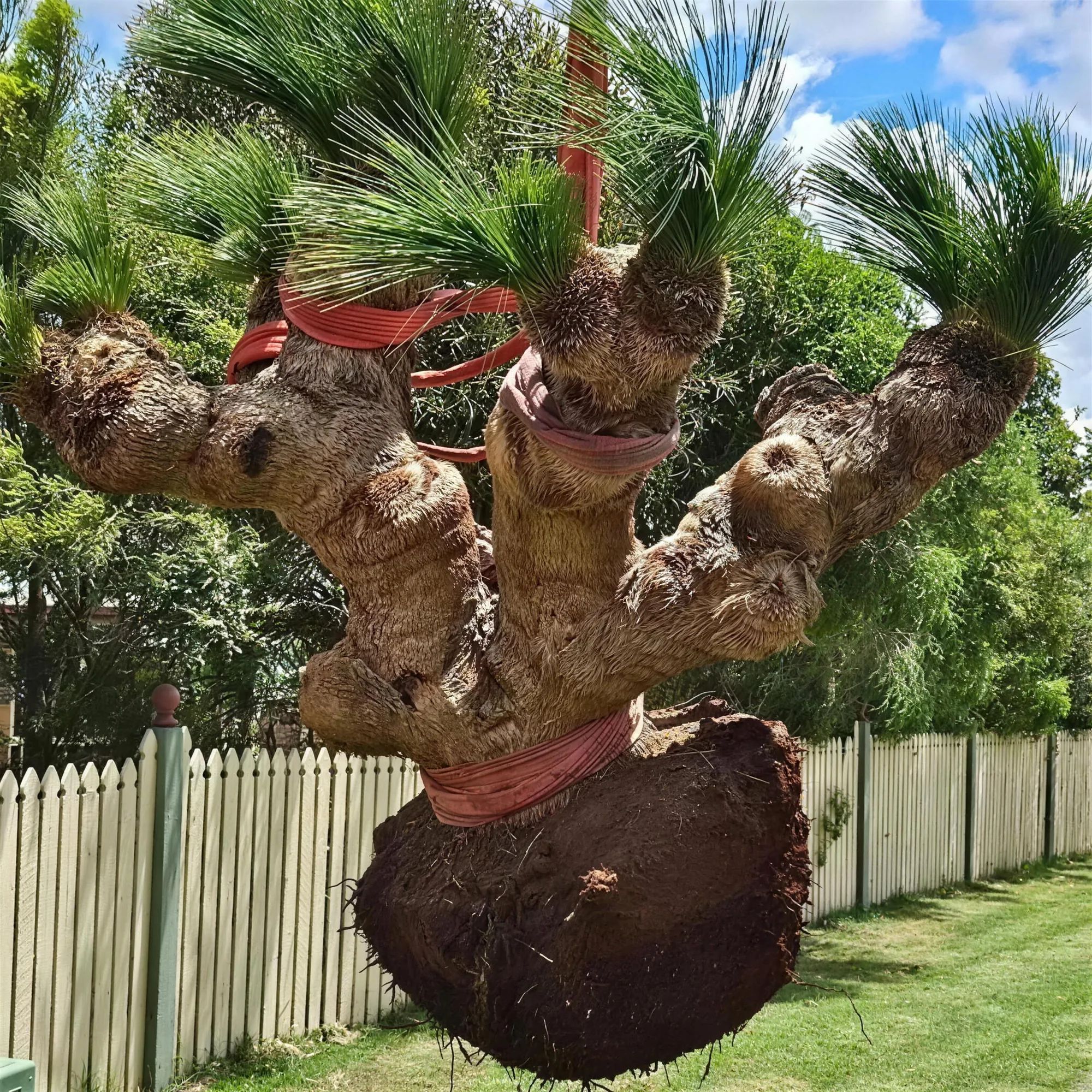 Large uprooted grass tree suspended by red straps with its root ball exposed above a grassy yard
