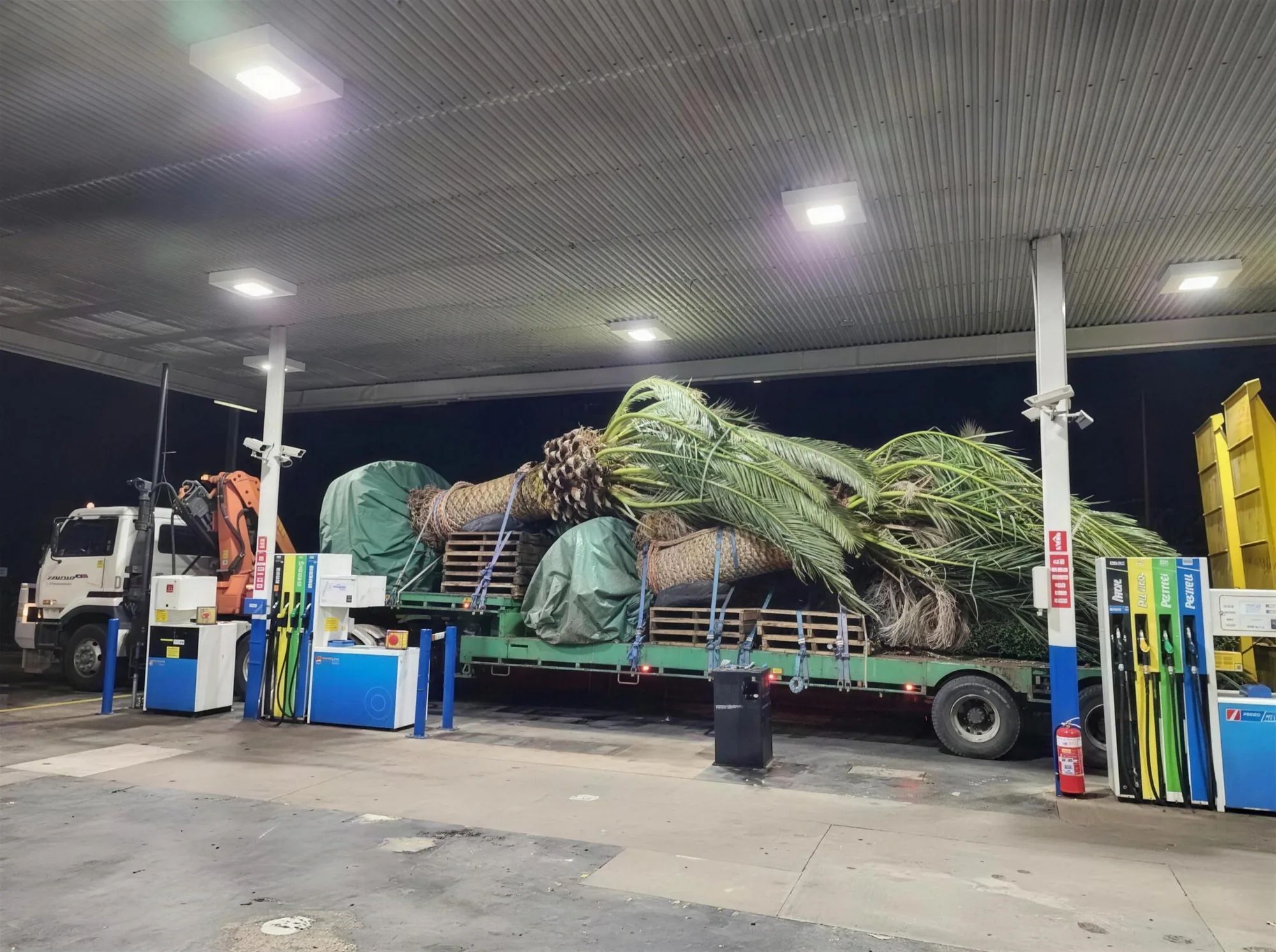 Flatbed truck carrying large palm trees stopped at a fuel station under bright night lighting