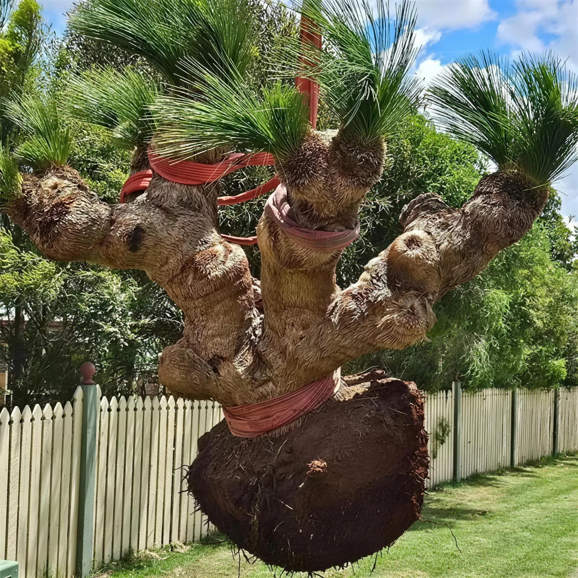 A Grass Tree with Years On It